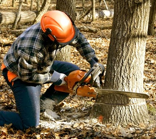 Tree Removal in Garwood, TX